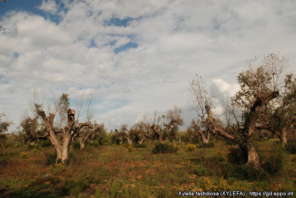 Xylella fastidiosa kahjustatud oliivisalu Itaalias
