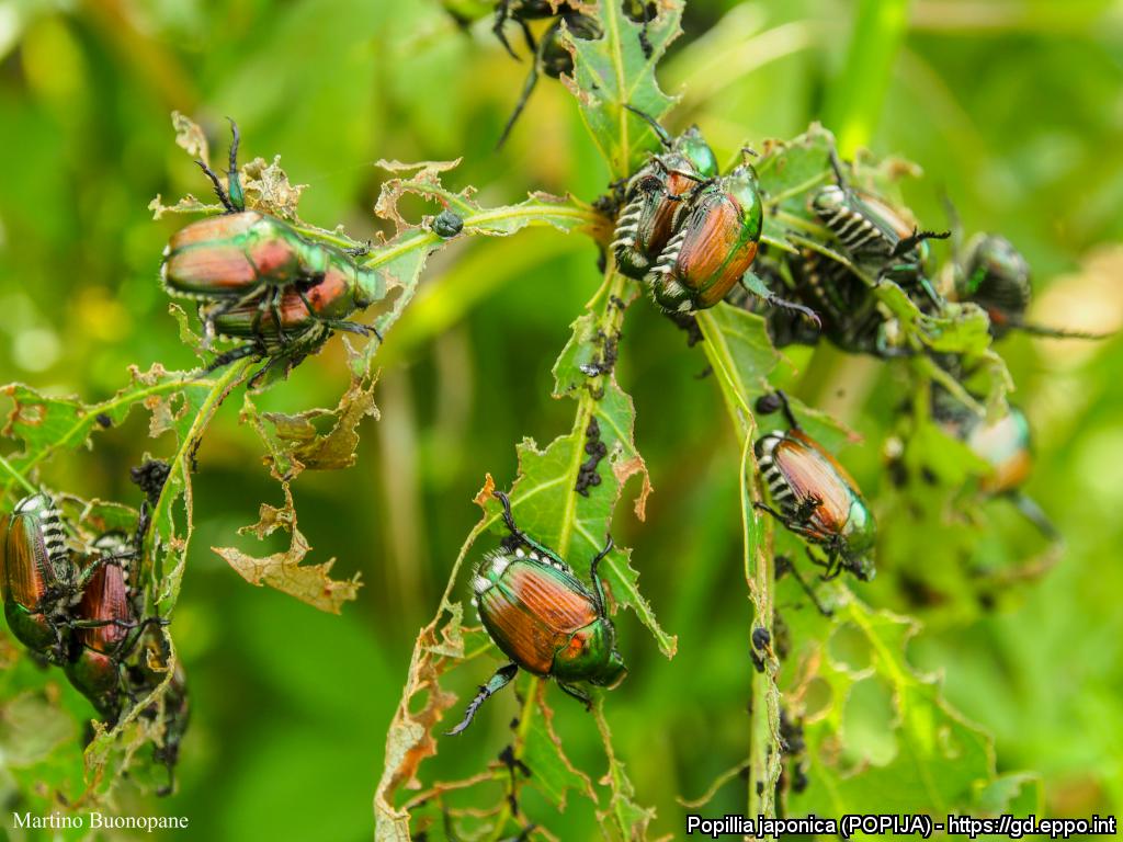Jaapani mardikas (Popillia japonica)