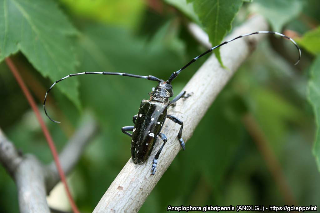 Aasia sikk (Anoplophera glabripennis)
