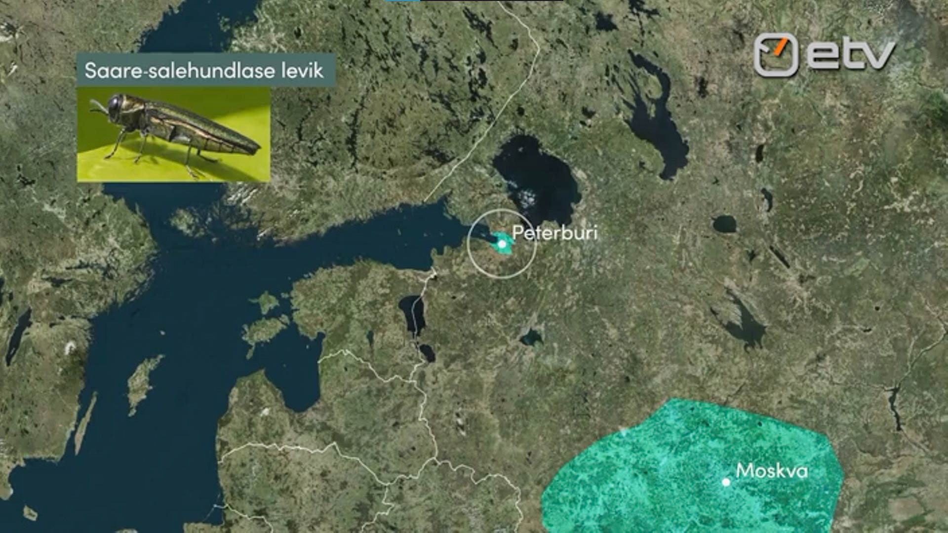 Kaart saare-salehundlase levikualaga Peterburi ja Moskva ümbruses