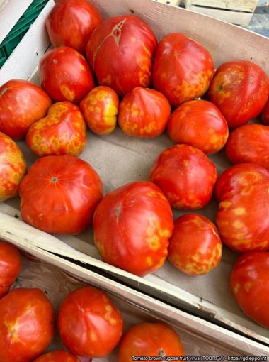 Tomato brown rugose fruit virus'e haigustunnustega viljad turul