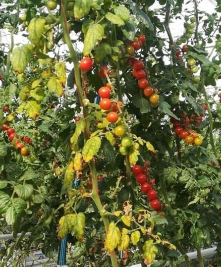 ToBRFVi kahjustustunnused tomatitaimedel