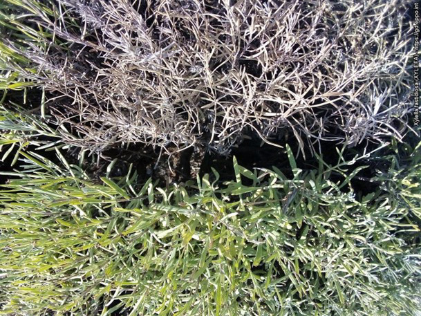 Xylella fastidiosa subsp. multiplex'i kahjustustunnused lavandiinitaimel (FR, Provence-Alpes-Côte d'Azur, 2019)