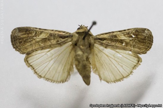 S. frugiperda valmik