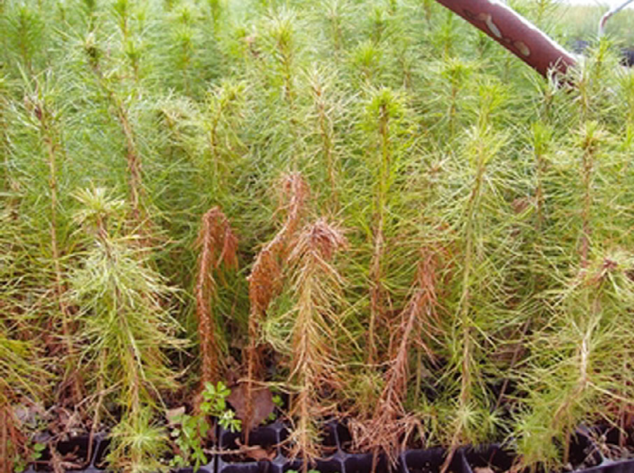 Fusarium circinatum’i põhjustatud männiistikute hukkumine