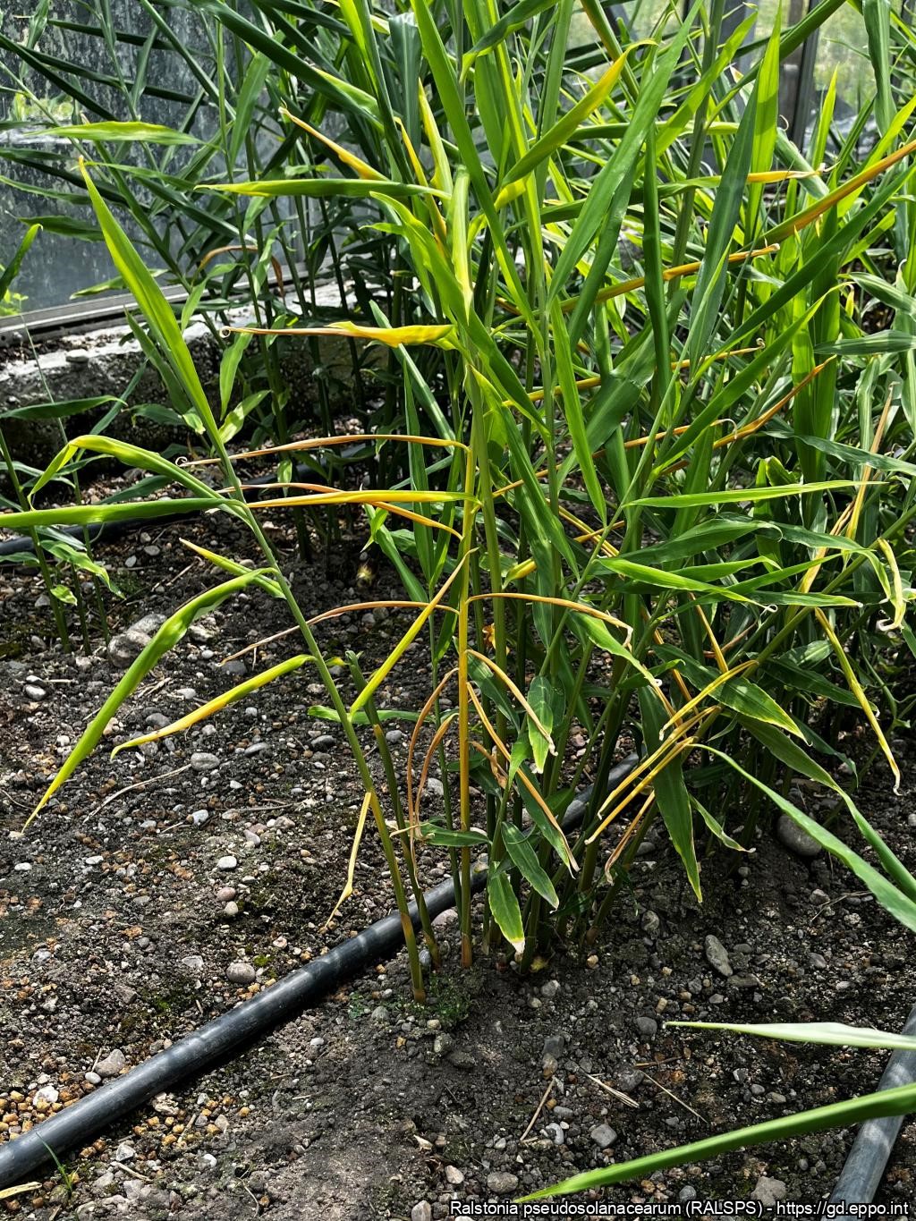 Närbumistunnused harilikul ingveril