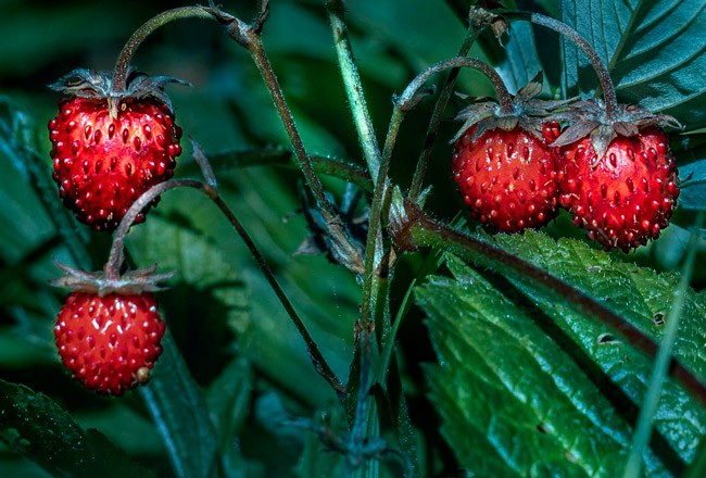 strawberries-6834750-pixabay-Erik-Karits-650x440.jpg
