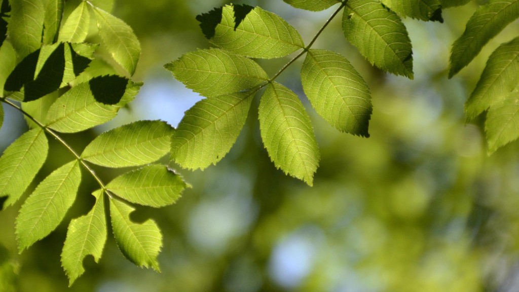 tree-5206507-pixabay-Innviertlerin-1440x810.jpg