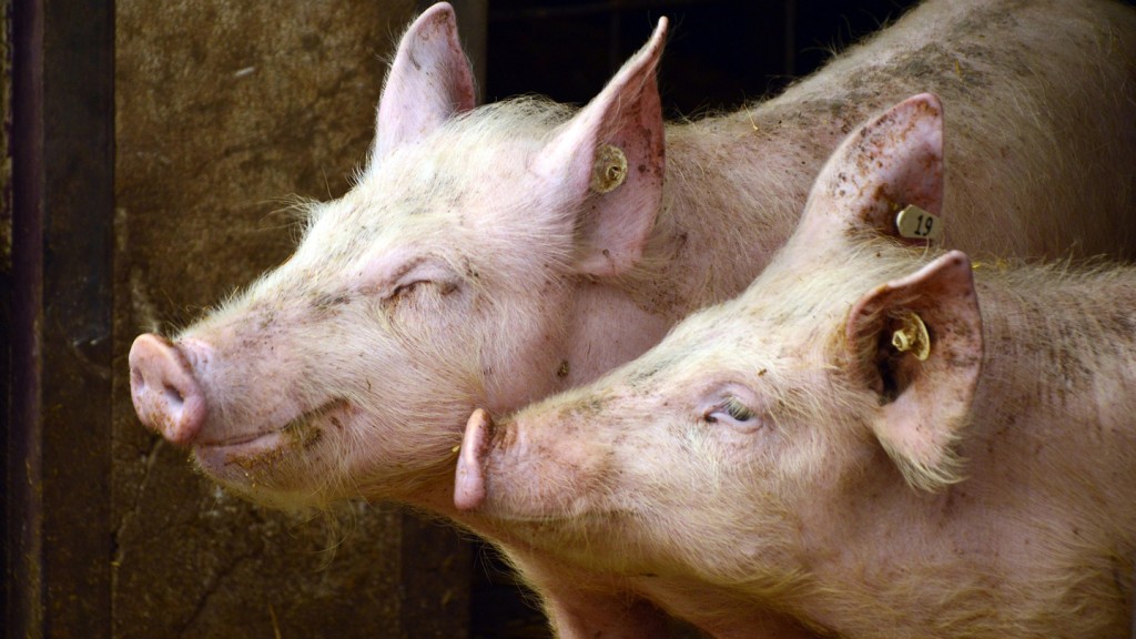 pigs-3967549-pixabay-Peggychoucair-1440x810.jpg