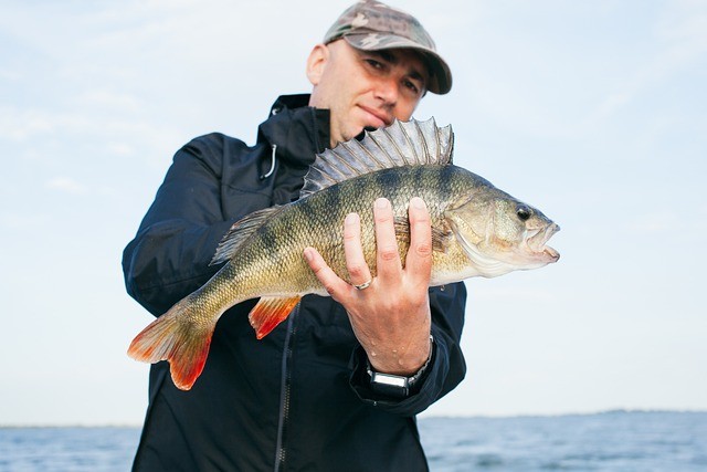 raubfisch24de-fish-2806369_640.jpg