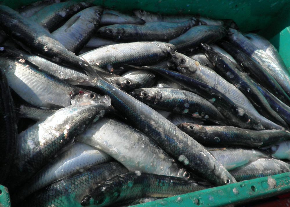 herring-1242193-pixabay-rohrspatz_1000.jpg