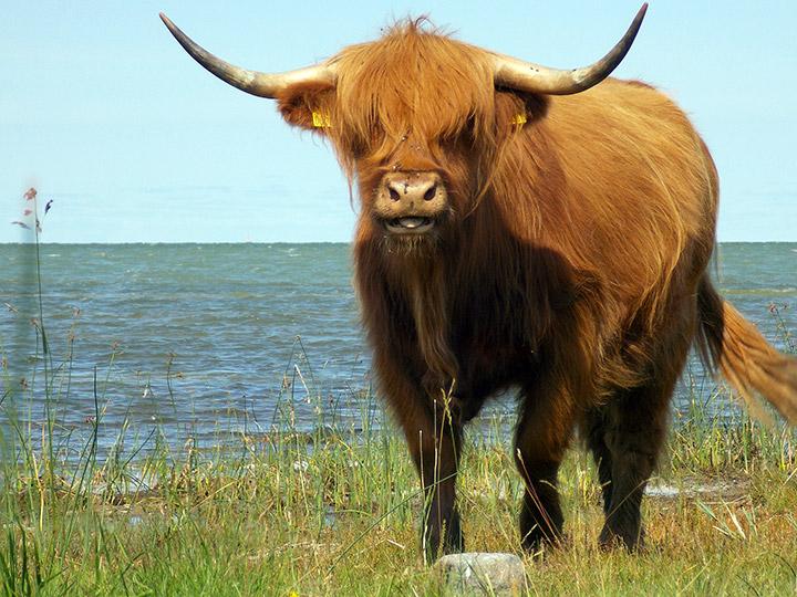Mägiveis rannaniidul.